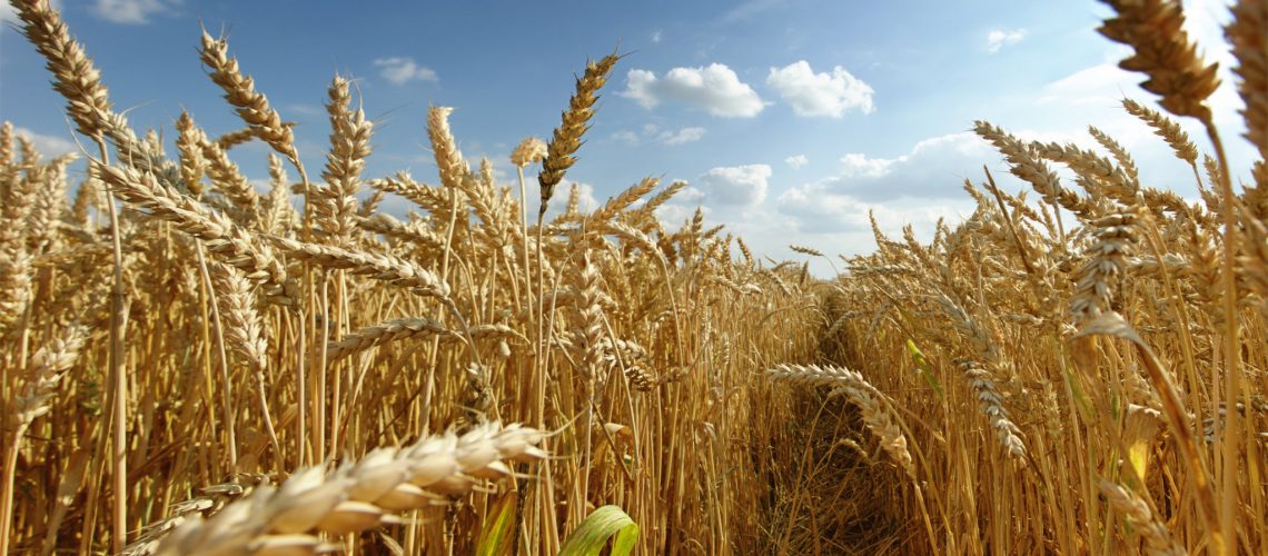 les effets du gluten et des laitages